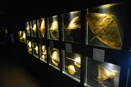 A maior parte do acervo é composta por animais marinhos da fauna Brasileira, especialmente do sul do Brasil.